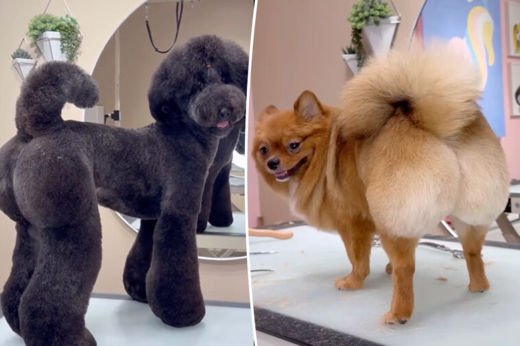baby’s-got-back:-meet-groomer-behind-the-bbl-craze-–-for-pooches