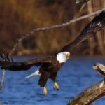 white-house-taunts-justin-trudeau-after-us.-hockey-bests-canada-in-olympic-gold-medal-match