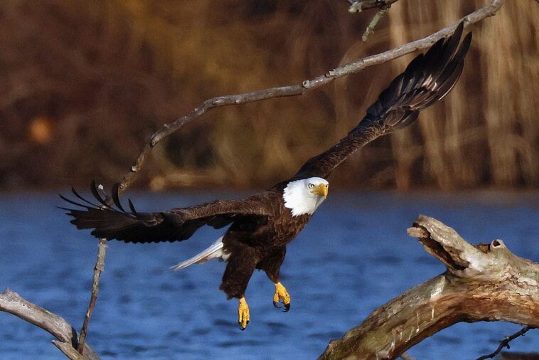 white-house-taunts-justin-trudeau-after-us.-hockey-bests-canada-in-olympic-gold-medal-match