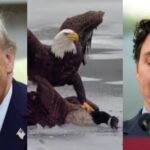 white-house-drops-epic-eagle-meme-on-trudeau-after-usa-crushes-canada-in-olympic-hockey