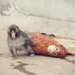 baby-monkey-rejected-by-mother-takes-the-internet-by-storm,-and-causes-people-around-the-world-to-rejoice-as-‘punch’-is-adopted-by-a-family-of-monkeys-in-japan-zoo