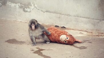 baby-monkey-rejected-by-mother-takes-the-internet-by-storm,-and-causes-people-around-the-world-to-rejoice-as-‘punch’-is-adopted-by-a-family-of-monkeys-in-japan-zoo