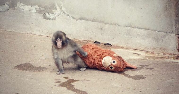 baby-monkey-rejected-by-mother-takes-the-internet-by-storm,-and-causes-people-around-the-world-to-rejoice-as-‘punch’-is-adopted-by-a-family-of-monkeys-in-japan-zoo