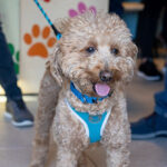 watch:-policeman-who-helped-rescue-dog-left-at-las-vegas-airport-gives-him-forever-home