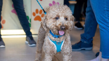 watch:-policeman-who-helped-rescue-dog-left-at-las-vegas-airport-gives-him-forever-home