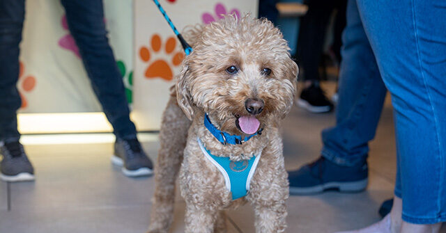watch:-policeman-who-helped-rescue-dog-left-at-las-vegas-airport-gives-him-forever-home