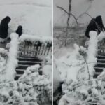 child-and-nun-barely escape-disaster-as-tree-falls-during-nyc-blizzard,-wild-video-shows
