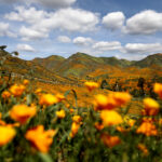 socal-rain-fuels-above-average-desert-bloom,-but-experts-stop-short-of-‘superbloom’