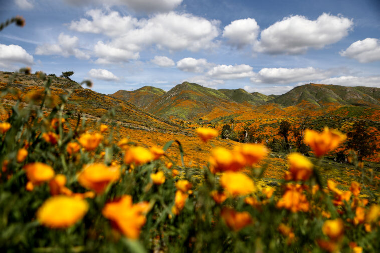 socal-rain-fuels-above-average-desert-bloom,-but-experts-stop-short-of-‘superbloom’