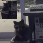 raccoon-found-‘secretly-living’-in-cincinnati-news-station-‘to-escape’-the-cold