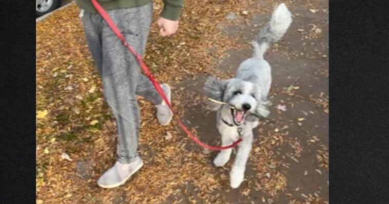 good-samaritans-help-chicago-family-recover-stolen-dog