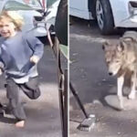 terrifying-video-shows-coyote-stalking-toddler-at-family-home