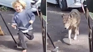 terrifying-video-shows-coyote-stalking-toddler-at-family-home