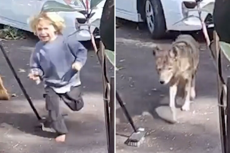 terrifying-video-shows-coyote-stalking-toddler-at-family-home