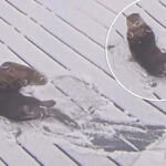 adorable-otters-enjoy-the-snow-at-maryland-aquarium-during-historic-winter-storm