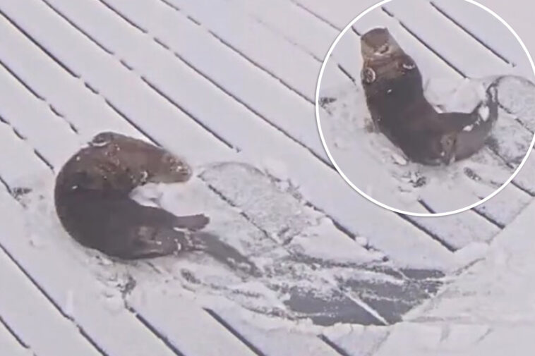 adorable-otters-enjoy-the-snow-at-maryland-aquarium-during-historic-winter-storm