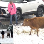 runaway-cows-block-traffic-on-upstate-ny-thruway-during-blizzard