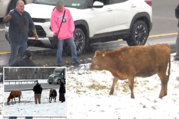 runaway-cows-block-traffic-on-upstate-ny-thruway-during-blizzard