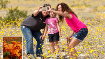 where-to-see-socal’s-super-bloom-this-spring