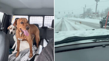 long-island-snowplow-driver-rescues-two-lost-pups-in-height-of-blizzard