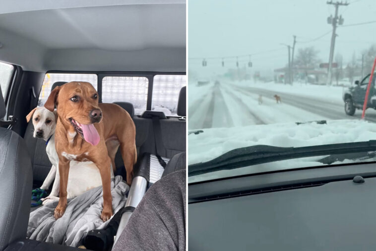 long-island-snowplow-driver-rescues-two-lost-pups-in-height-of-blizzard