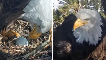 beloved-big-bear-bald-eagle-couple-lay-a-new-egg-after-tragic-raven-invasion