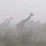 viral-video-revealing-how-giraffes-deal-with-rainstorms-stuns-millions:-‘they-are-so-innocent’