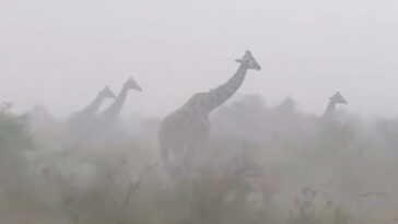 viral-video-revealing-how-giraffes-deal-with-rainstorms-stuns-millions:-‘they-are-so-innocent’