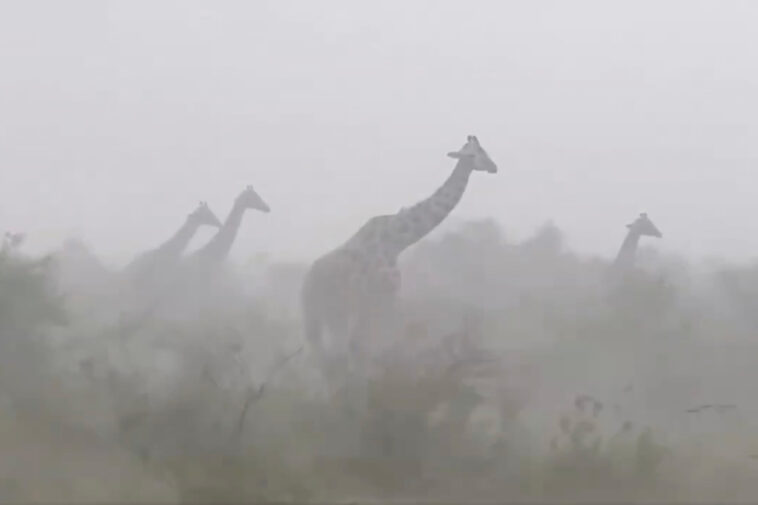viral-video-revealing-how-giraffes-deal-with-rainstorms-stuns-millions:-‘they-are-so-innocent’