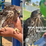 shocking-moment-cruel-ex-con-feeds-buzzballz-cocktail-to-a-hawk-—-as-he’s-chucked-behind-bars