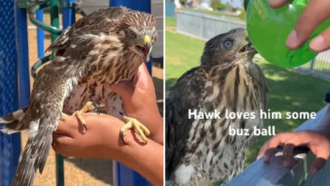 shocking-moment-cruel-ex-con-feeds-buzzballz-cocktail-to-a-hawk-—-as-he’s-chucked-behind-bars