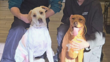 long-island-snowplow-driver-saves-two-lost-dogs-during-historic-blizzard