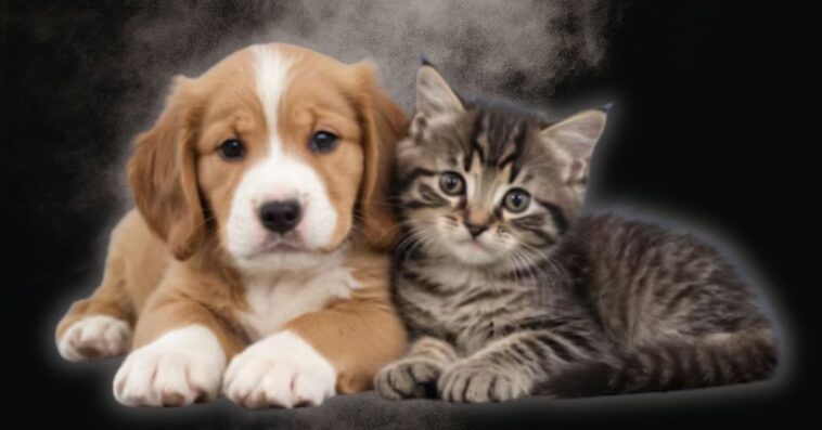 nih’s-fauci-holdover-animal-testing-czar-caught-lying-about-funding-dog-and-cat-experiments-–-approved-millions-while-peta-applauded