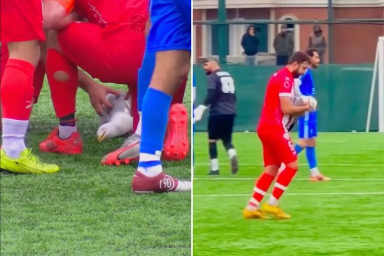 soccer-player-uses-cpr-to-revive-seagull-struck-by-ball-during-playoff-match-in-turkey