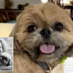 ferocious-mountain-lion-snatches-declan-the-shih-tzu-at-socal-woman’s-front-door