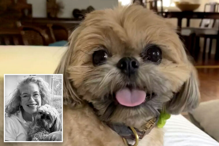 ferocious-mountain-lion-snatches-declan-the-shih-tzu-at-socal-woman’s-front-door