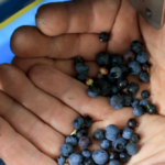 frozen-blueberries-recalled-due-to-life-threatening-listeria-risk