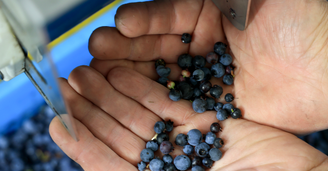 frozen-blueberries-recalled-due-to-life-threatening-listeria-risk