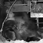 adorable-video-shows-mama-bear-taking-shelter-under-lake-tahoe-cabin-with-her-newborn-cubs