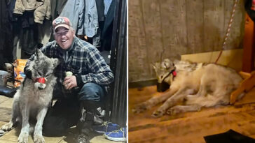 wyoming-hunter-who-tortured-wolf,-paraded-injured-animal-in-bar-before-killing-it-strikes-sweetheart-plea-deal