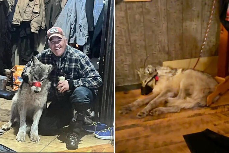 wyoming-hunter-who-tortured-wolf,-paraded-injured-animal-in-bar-before-killing-it-strikes-sweetheart-plea-deal