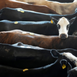 rick-perry:-where’s-the-beef?-trump-knows-and-he’s-trying-to-make-it-affordable