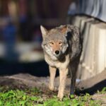 watch:-doorbell-camera-catches-toddler-barely-escaping-aggressive-coyote-in-the-middle-of-los-angeles-county