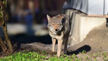 watch:-doorbell-camera-catches-toddler-barely-escaping-aggressive-coyote-in-the-middle-of-los-angeles-county