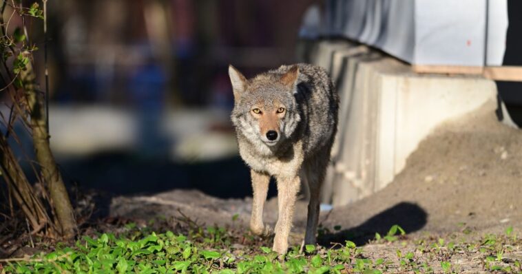 watch:-doorbell-camera-catches-toddler-barely-escaping-aggressive-coyote-in-the-middle-of-los-angeles-county