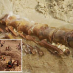 ‘mind-blowing’-20-million-year-old-whale-fossil-discovered-on-australian-beach