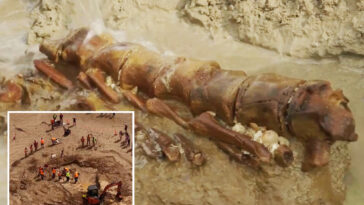 ‘mind-blowing’-20-million-year-old-whale-fossil-discovered-on-australian-beach