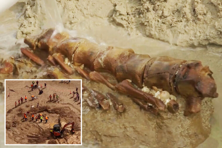 ‘mind-blowing’-20-million-year-old-whale-fossil-discovered-on-australian-beach