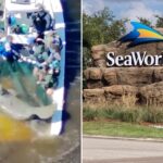 injured-manatee-and-baby-calf-taken-to-seaworld-after-being-rescued-from-florida-river