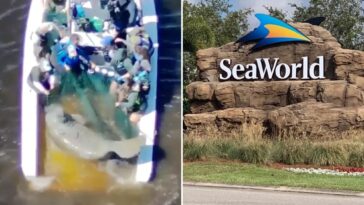 injured-manatee-and-baby-calf-taken-to-seaworld-after-being-rescued-from-florida-river